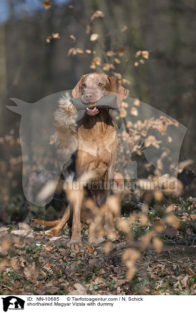 Kurzhaarvizsla mit Dummy / shorthaired Magyar Vizsla with dummy / NN-10685