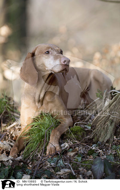 lying shorthaired Magyar Vizsla / NN-10693