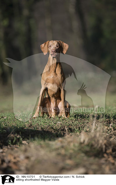 sitting shorthaired Magyar Vizsla / NN-10701