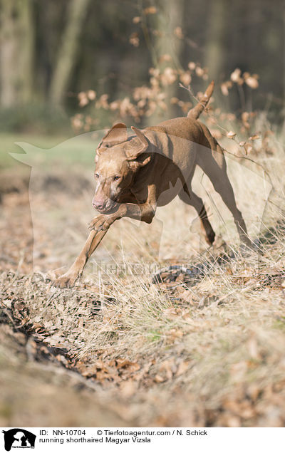 rennender Kurzhaarvizsla / running shorthaired Magyar Vizsla / NN-10704