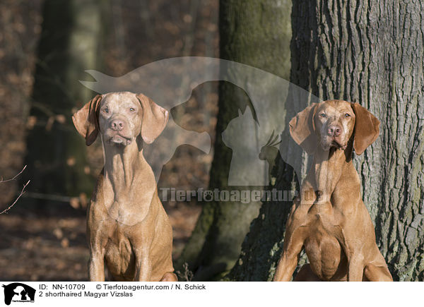 2 Kurzhaarvizslas / 2 shorthaired Magyar Vizslas / NN-10709