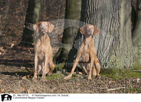 2 Kurzhaarvizslas / 2 shorthaired Magyar Vizslas / NN-10710