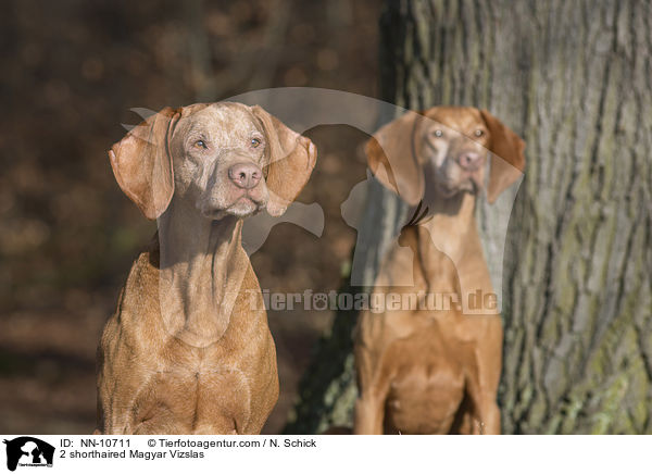 2 shorthaired Magyar Vizslas / NN-10711