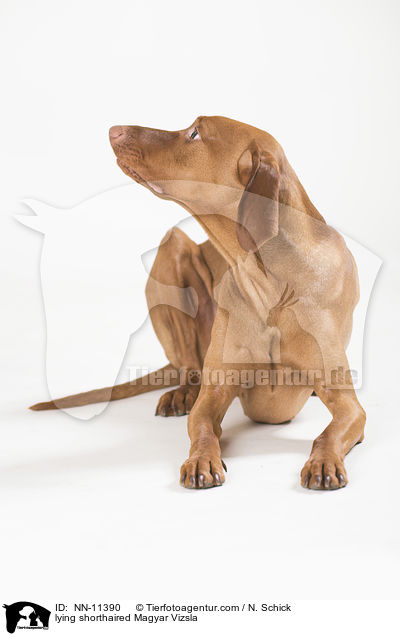 lying shorthaired Magyar Vizsla / NN-11390