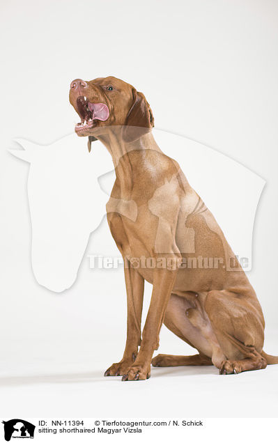 sitzender Kurzhaarvizsla / sitting shorthaired Magyar Vizsla / NN-11394