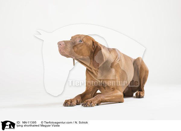 lying shorthaired Magyar Vizsla / NN-11395