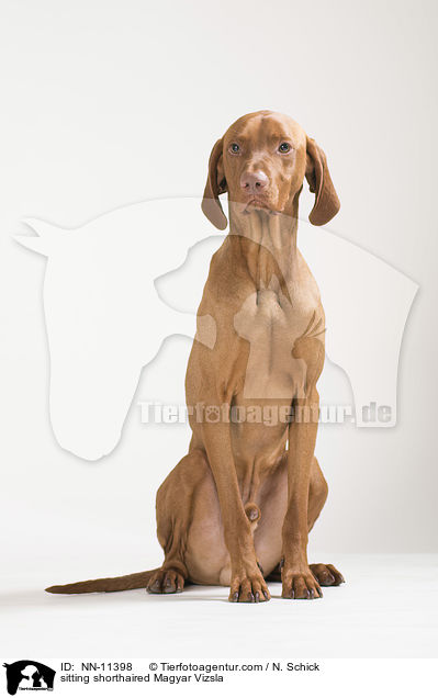 sitting shorthaired Magyar Vizsla / NN-11398