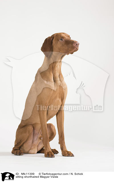 sitting shorthaired Magyar Vizsla / NN-11399