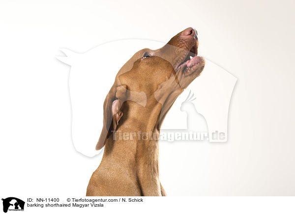 barking shorthaired Magyar Vizsla / NN-11400