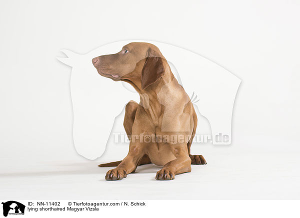 lying shorthaired Magyar Vizsla / NN-11402