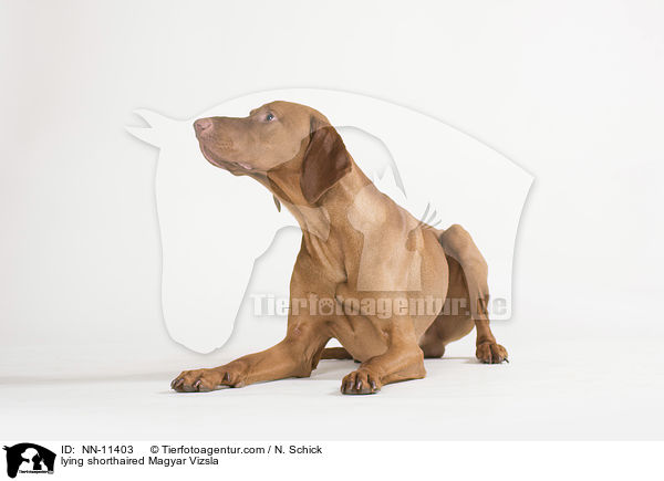 lying shorthaired Magyar Vizsla / NN-11403