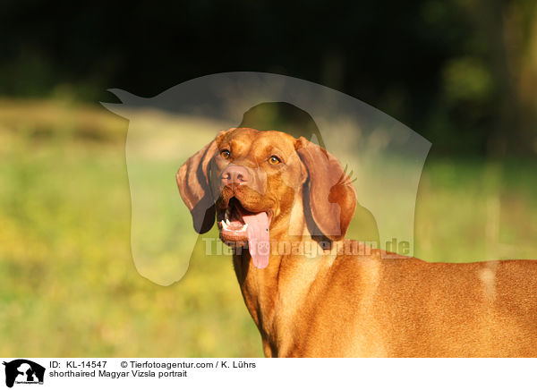 shorthaired Magyar Vizsla portrait / KL-14547