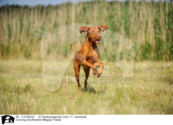 running shorthaired Magyar Vizsla / YJ-09034