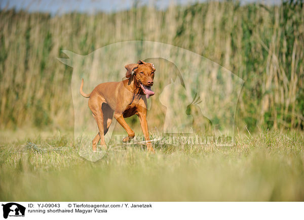 rennender Kurzhaarvizsla / running shorthaired Magyar Vizsla / YJ-09043