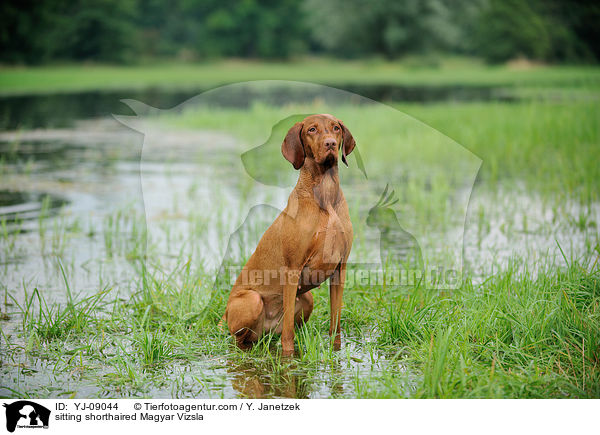 sitting shorthaired Magyar Vizsla / YJ-09044