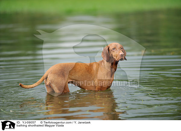 bathing shorthaired Magyar Vizsla / YJ-09057