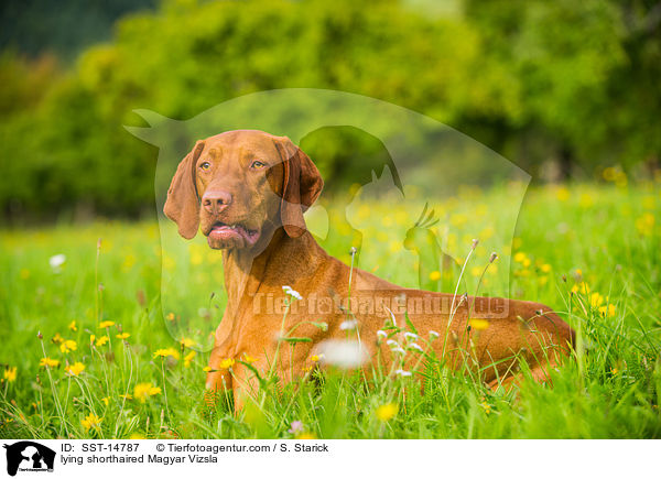 liegender Kurzhaarvizsla / lying shorthaired Magyar Vizsla / SST-14787