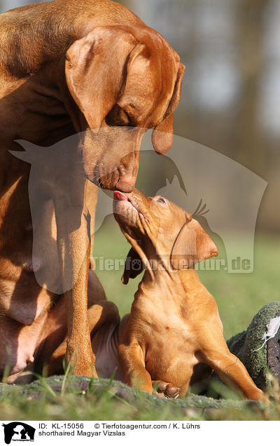 Kurzhaarvizslas / shorthaired Magyar Vizslas / KL-15056