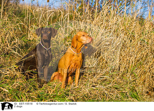 2 Hunde / 2 dogs / SST-15518