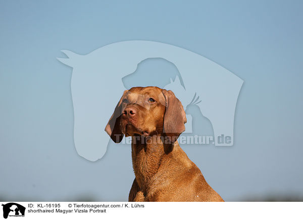 Kurzhaarvizsla Portrait / shorthaired Magyar Vizsla Portrait / KL-16195