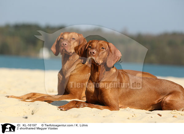 2 Kurzhaarvizslas / 2 shorthaired Magyar Vizslas / KL-16197