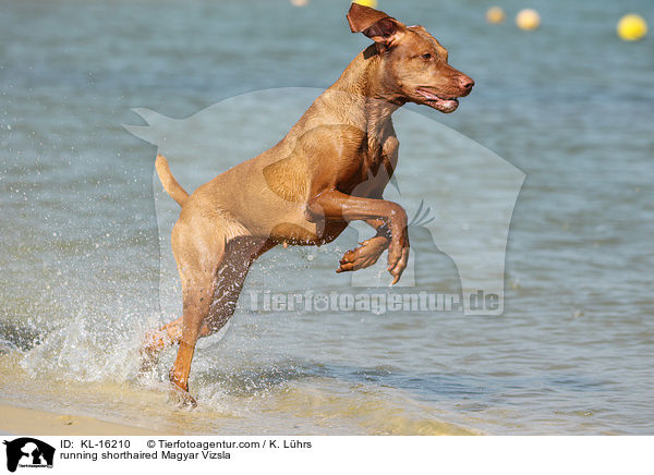 rennender Kurzhaarvizsla / running shorthaired Magyar Vizsla / KL-16210