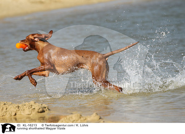 rennender Kurzhaarvizsla / running shorthaired Magyar Vizsla / KL-16213