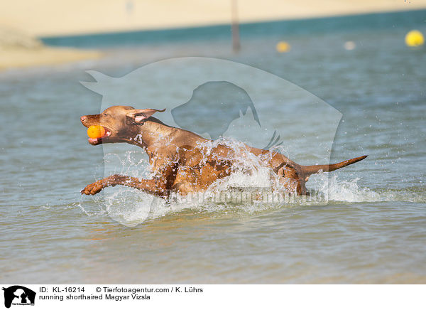 rennender Kurzhaarvizsla / running shorthaired Magyar Vizsla / KL-16214