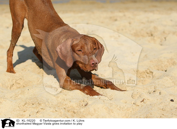 shorthaired Magyar Vizsla gives invitation to play / KL-16220