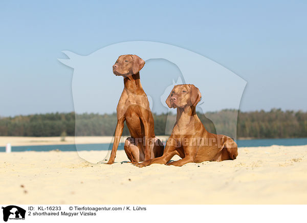 2 Kurzhaarvizslas / 2 shorthaired Magyar Vizslas / KL-16233