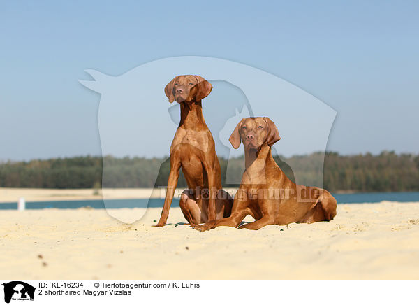 2 shorthaired Magyar Vizslas / KL-16234