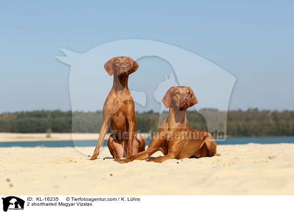 2 shorthaired Magyar Vizslas / KL-16235