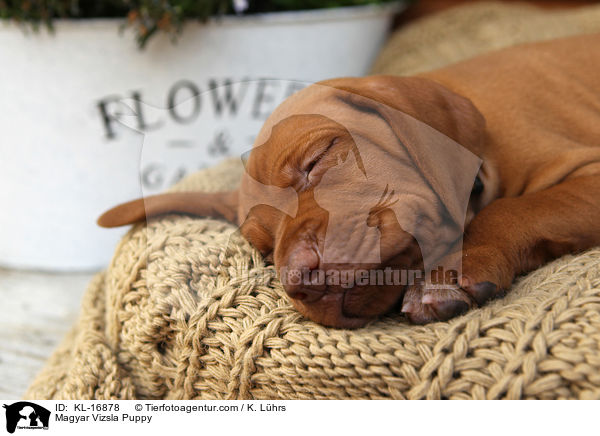 Magyar Vizsla Welpe / Magyar Vizsla Puppy / KL-16878