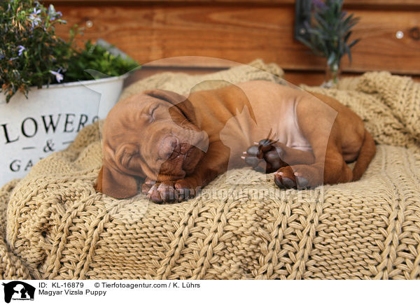 Magyar Vizsla Welpe / Magyar Vizsla Puppy / KL-16879