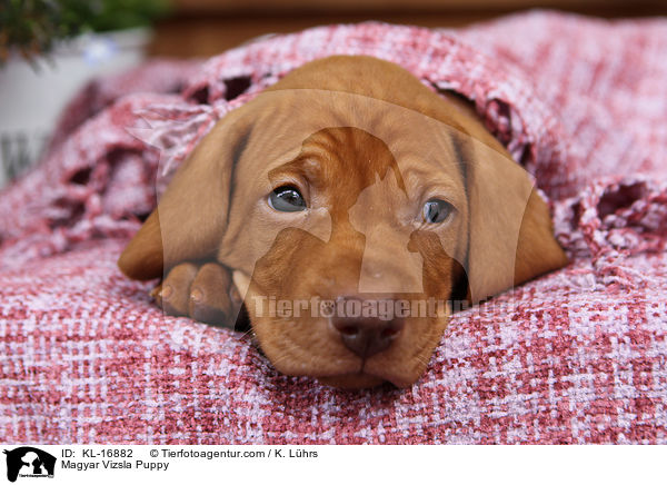 Magyar Vizsla Puppy / KL-16882