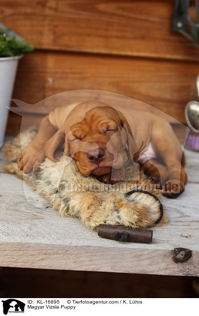 Magyar Vizsla Welpe / Magyar Vizsla Puppy / KL-16895