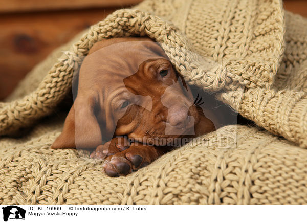 Magyar Vizsla Puppy / KL-16969