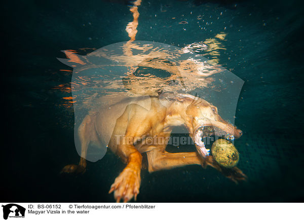 Magyar Vizsla in the water / BS-06152