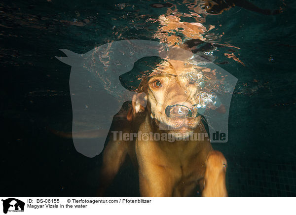 Magyar Vizsla in the water / BS-06155