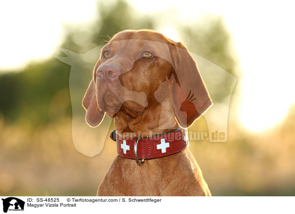 Magyar Vizsla Portrait / Magyar Vizsla Portrait / SS-48525