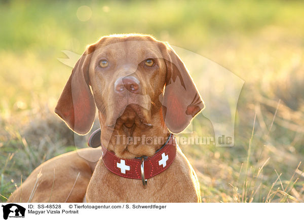 Magyar Vizsla Portrait / Magyar Vizsla Portrait / SS-48528