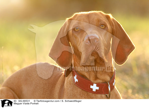 Magyar Vizsla Portrait / Magyar Vizsla Portrait / SS-48531