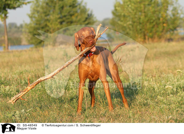 Magyar Vizsla / Magyar Vizsla / SS-48549