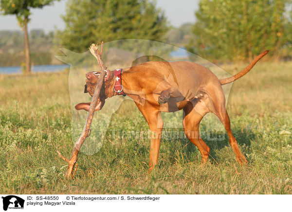 spielender Magyar Vizsla / playing Magyar Vizsla / SS-48550