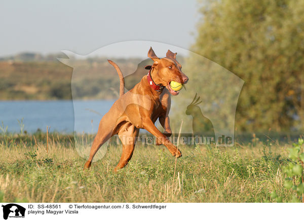 playing Magyar Vizsla / SS-48561