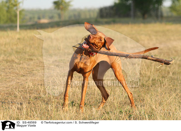 Magyar Vizsla / SS-48569