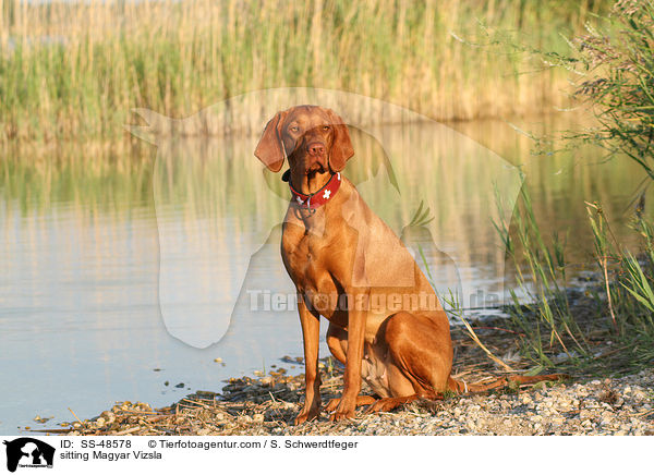 sitting Magyar Vizsla / SS-48578