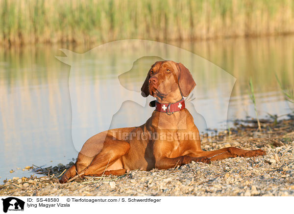 liegender Magyar Vizsla / lying Magyar Vizsla / SS-48580