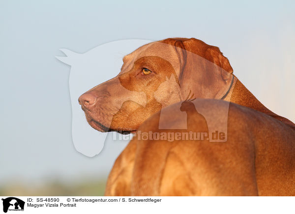 Magyar Vizsla Portrait / SS-48590