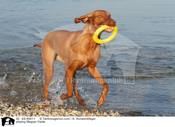 spielender Magyar Vizsla / playing Magyar Vizsla / SS-48611